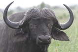 A close-up of a well-groomed buffalo with a shiny coat in a green pasture.