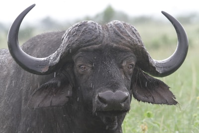 A close-up of a well-groomed buffalo with a shiny coat in a green pasture.