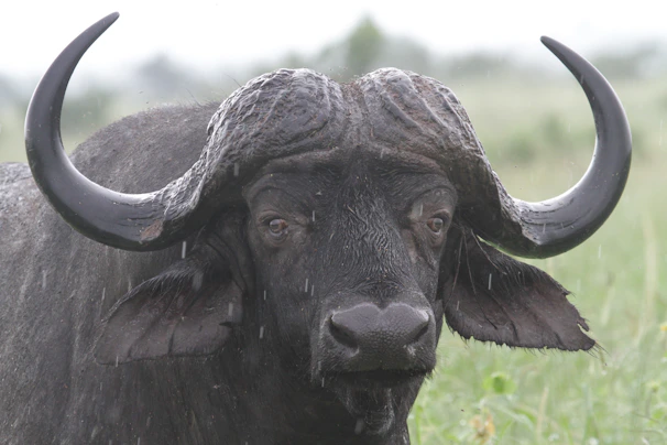 Close-up of a healthy buffalo with dew on its fur in the early morning light