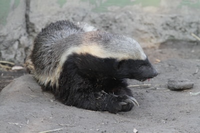 A honey badger crossing a sunlit grassy plain with acacia trees blending into the background.