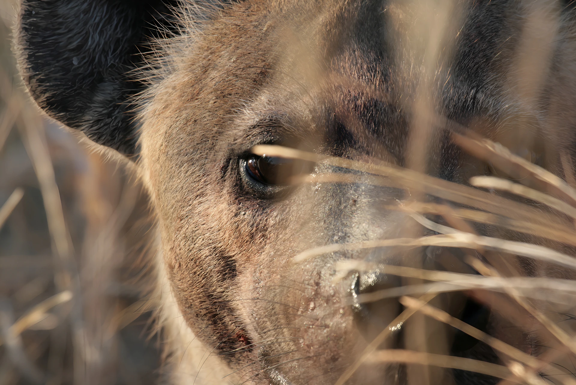 a close up of a dog's face in the grass