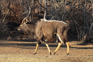 A large antelope with striking curved horns, a shaggy coat, and contrasting white stripes is walking on a dry ground with sparse vegetation. The background consists of leafless trees and bushes, indicating an arid or dry season.