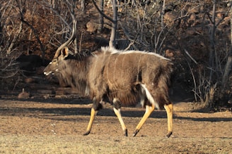 A large antelope with striking curved horns, a shaggy coat, and contrasting white stripes is walking on a dry ground with sparse vegetation. The background consists of leafless trees and bushes, indicating an arid or dry season.