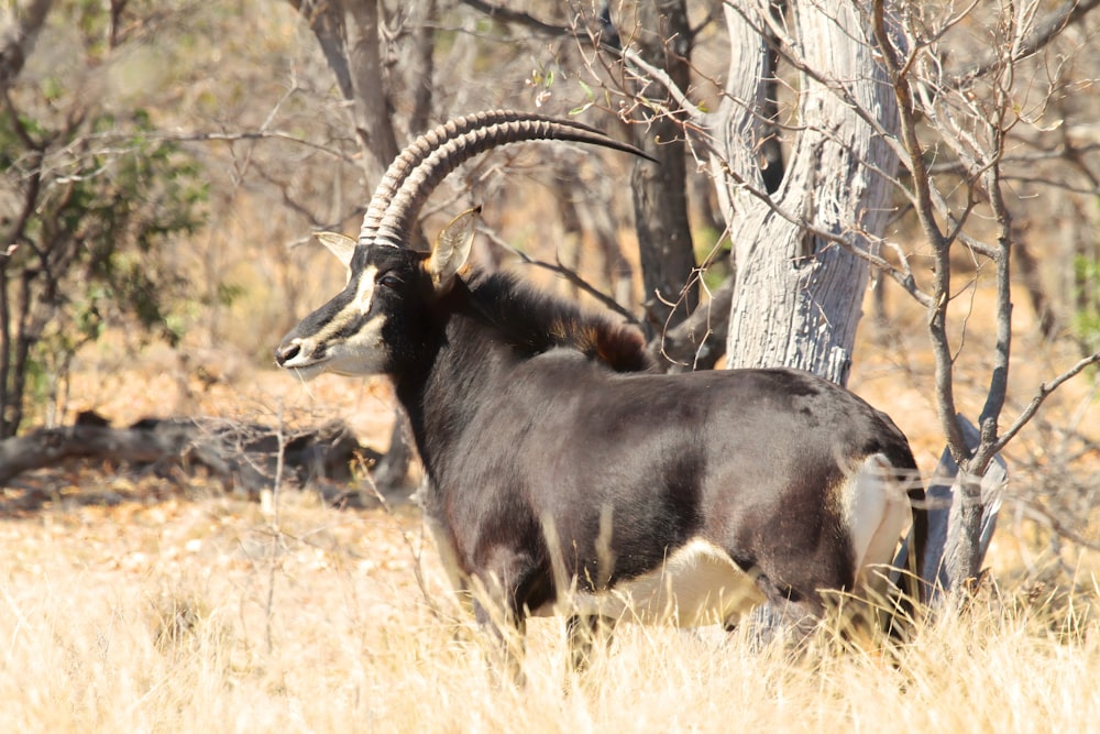 an antelope standing in a field next to a tree