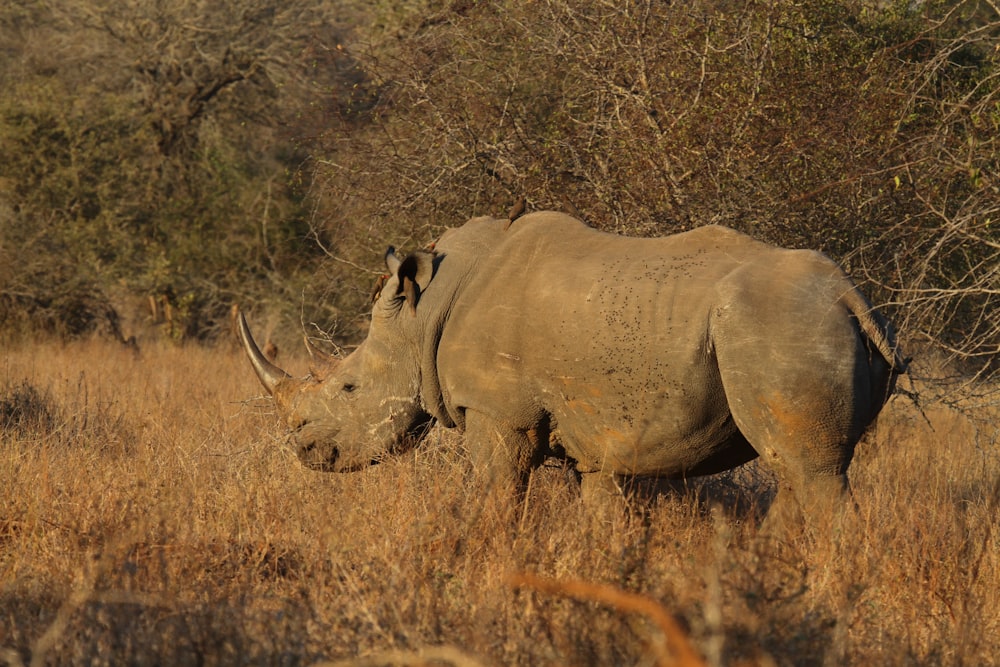a rhino standing in a dry grass field
