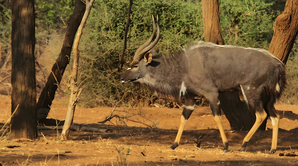 a large animal walking through a forest filled with trees