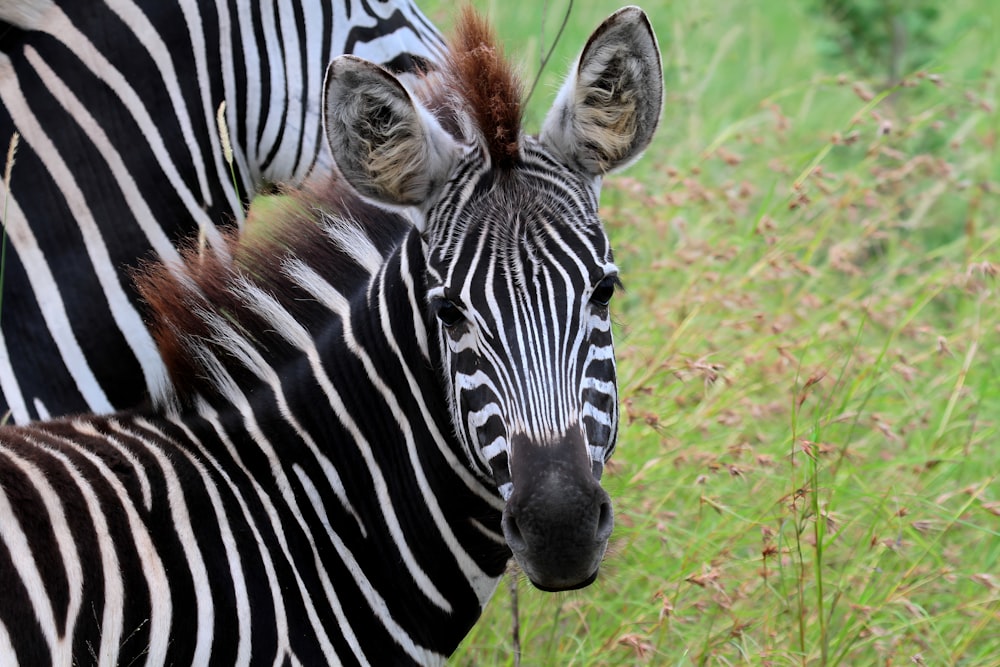 two zebras standing next to each other in a field