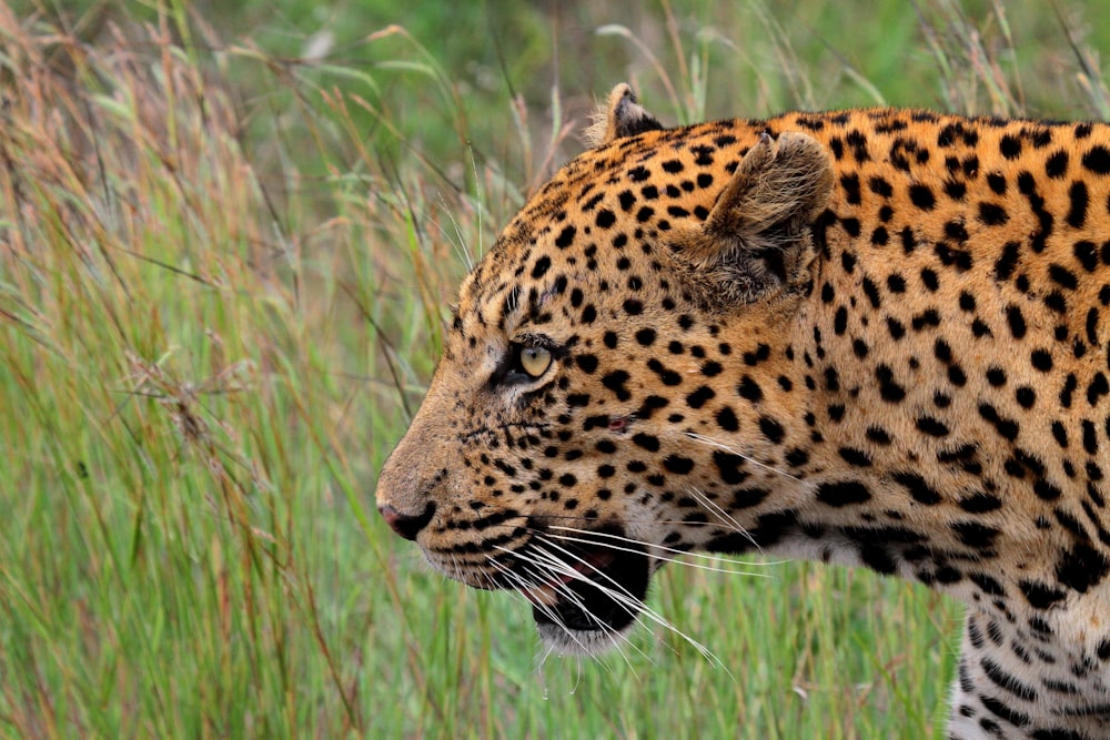 a close up of a leopard in a field of tall grass
