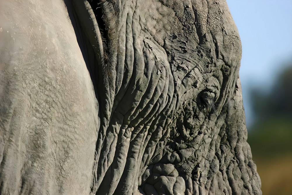 a close up of the face of an elephant