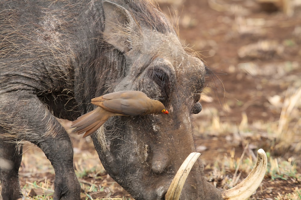 a wild boar eating a bird on top of it's nose