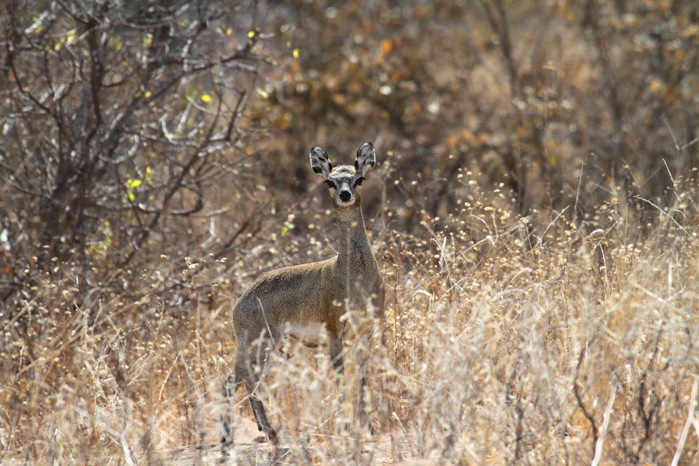 a deer standing in a field of tall grass