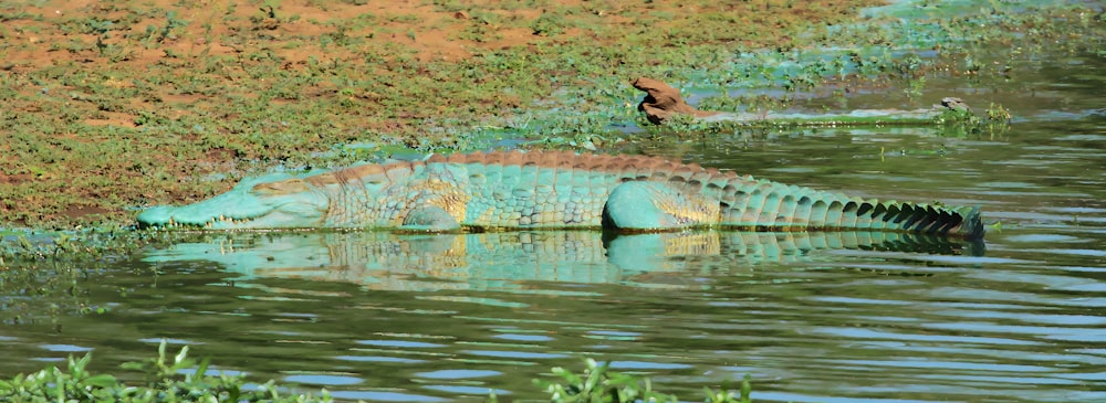 a large alligator sitting in a body of water