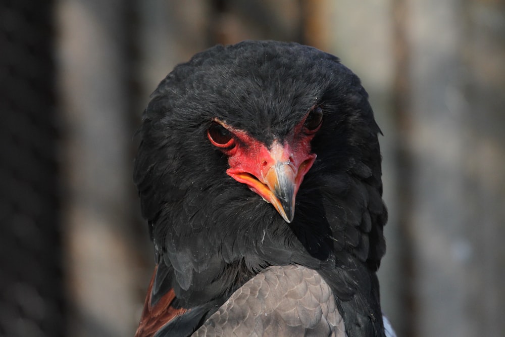 a close up of a black bird with a red beak