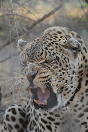 A close-up of a leopard with its mouth wide open, showcasing its sharp teeth. The leopard is surrounded by natural foliage, with a blurred background that includes branches and leaves. The focus is on the leopard's spotted fur and intense expression.