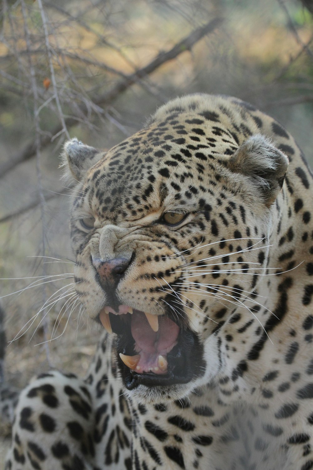 a large leopard with its mouth open and it's mouth wide open