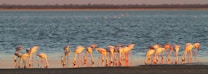A group of flamingos stands in shallow water against a backdrop of a lake during sunset. The birds are mostly white and pink, with their long legs submerged in the water, reflections visible on the surface. The horizon stretches with a natural landscape, and the sky above reflects warm hues of the setting sun.