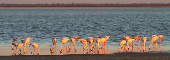 A group of flamingos stands in shallow water against a backdrop of a lake during sunset. The birds are mostly white and pink, with their long legs submerged in the water, reflections visible on the surface. The horizon stretches with a natural landscape, and the sky above reflects warm hues of the setting sun.