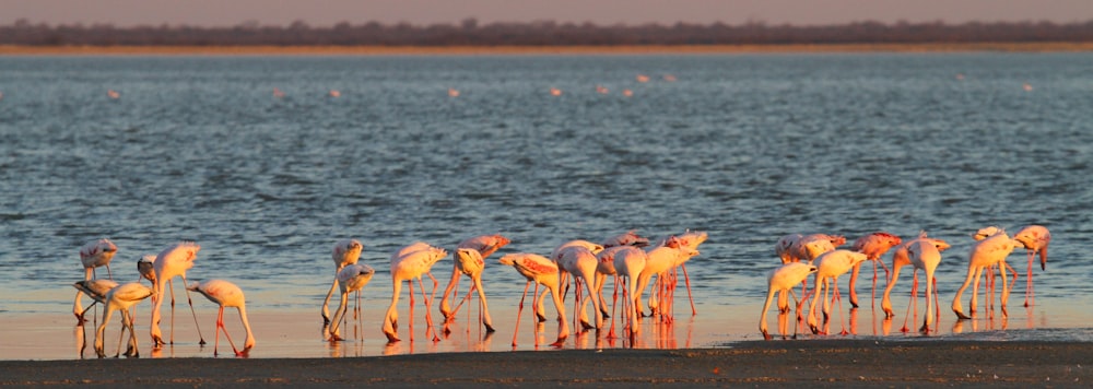 a flock of flamingos standing on top of a beach