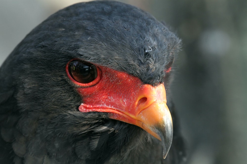 a close up of a black bird with a red beak