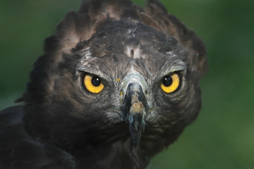 a close up of a bird of prey with yellow eyes