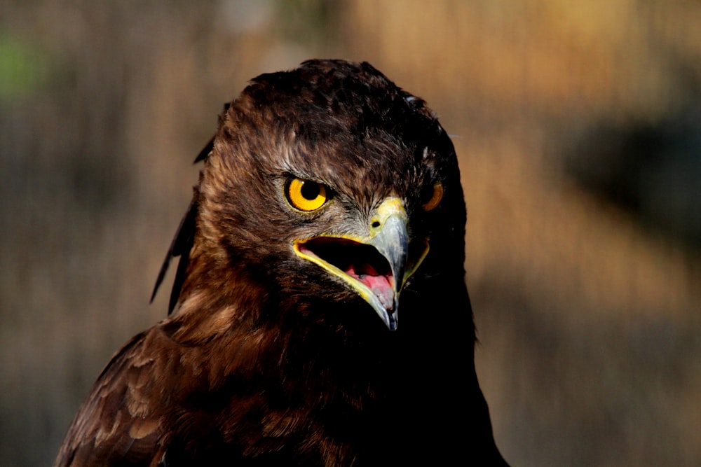 a close up of a bird of prey