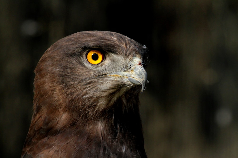 a close up of a bird of prey with yellow eyes