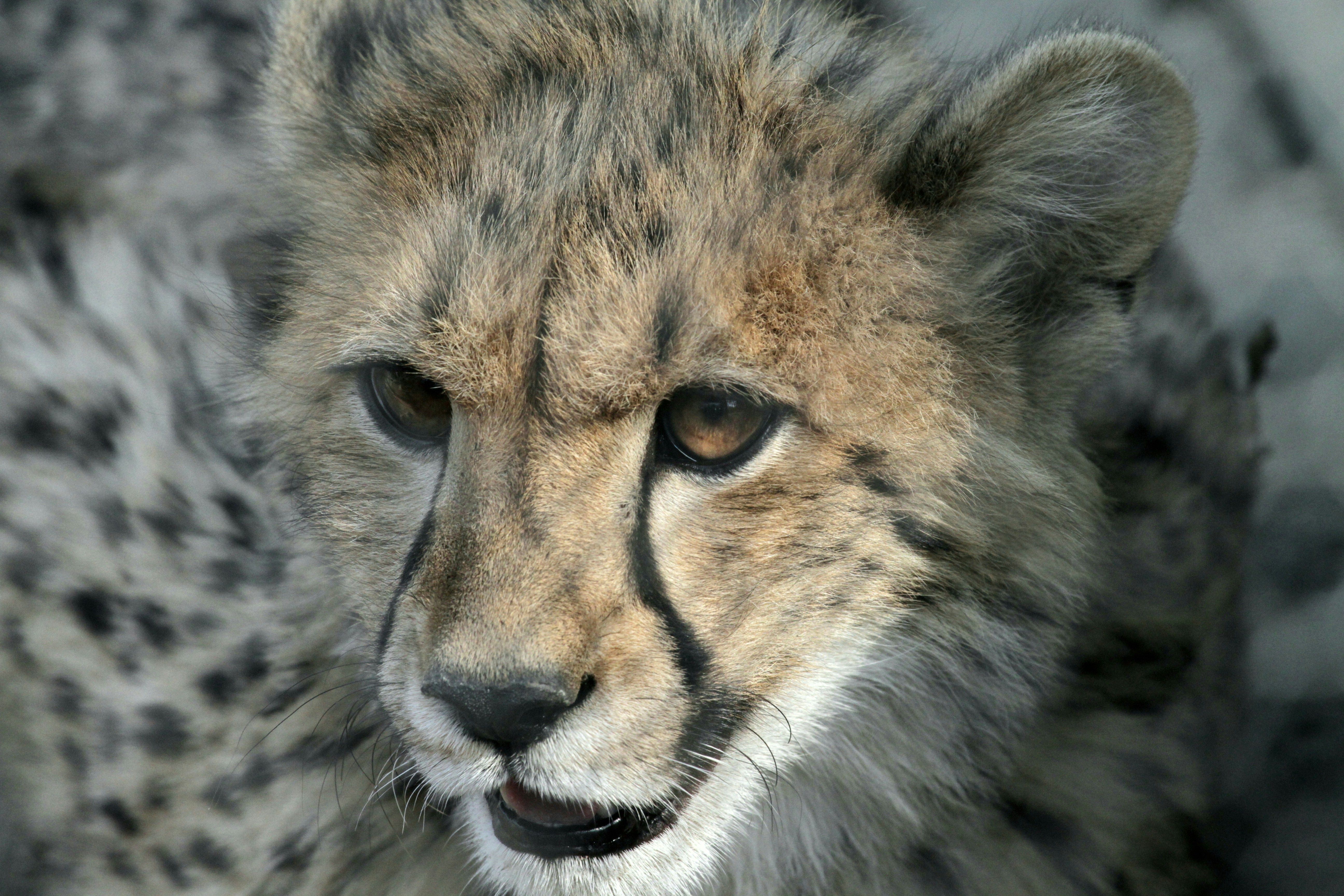 close-up wajah cheetah