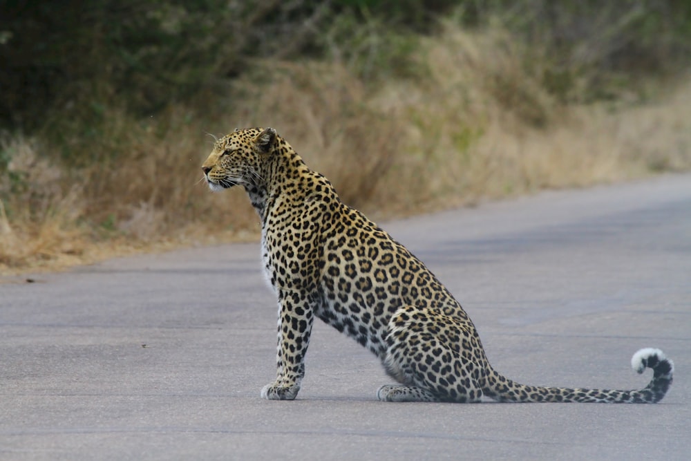 a leopard sitting on the side of a road