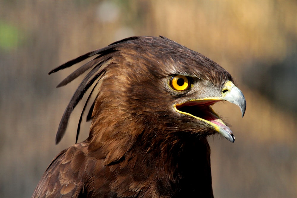 a close up of a bird of prey with its mouth open