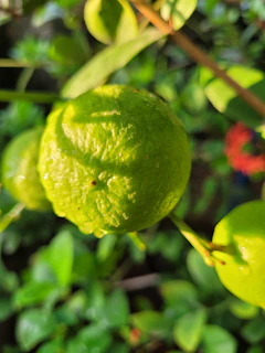 Close-up of high-quality lemons with dew drops highlighting freshness.