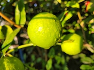 Close-up of a lime tree branch with fresh green limes and morning dew.