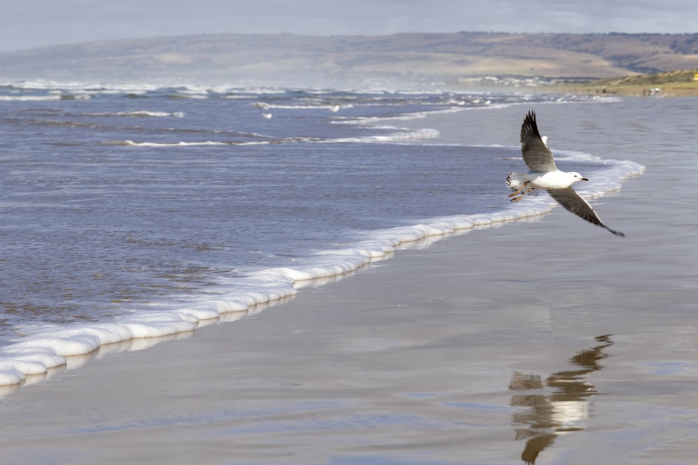 a seagull flying over the water at the beach
