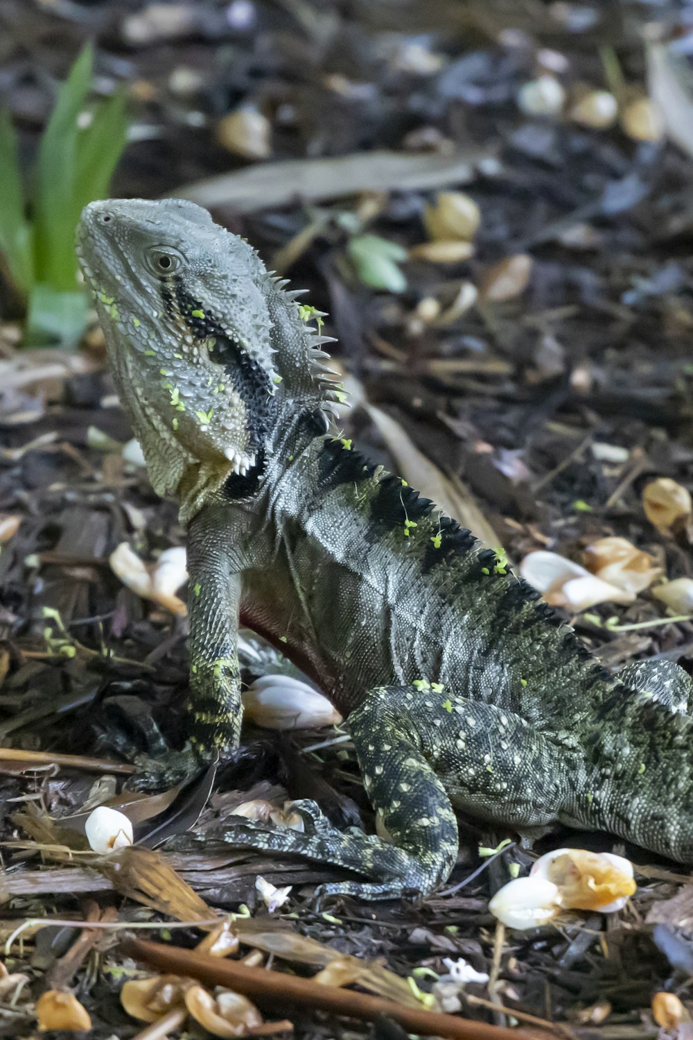 a lizard is sitting on the ground in the dirt