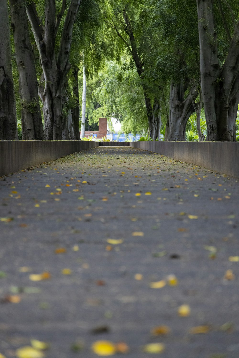 a road lined with trees with yellow leaves on the ground