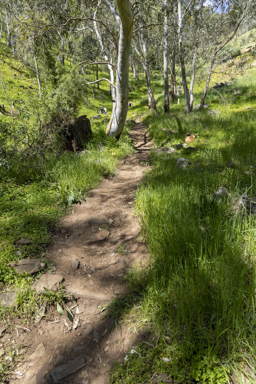 a dirt path in the middle of a forest