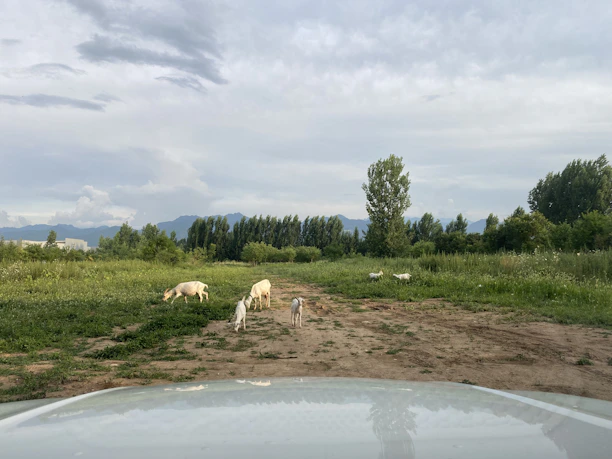 A serene pasture with healthy goats grazing under a clear blue sky at EcoGoat Farms.
