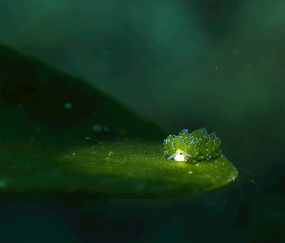 a close up of a green leaf with drops of water on it