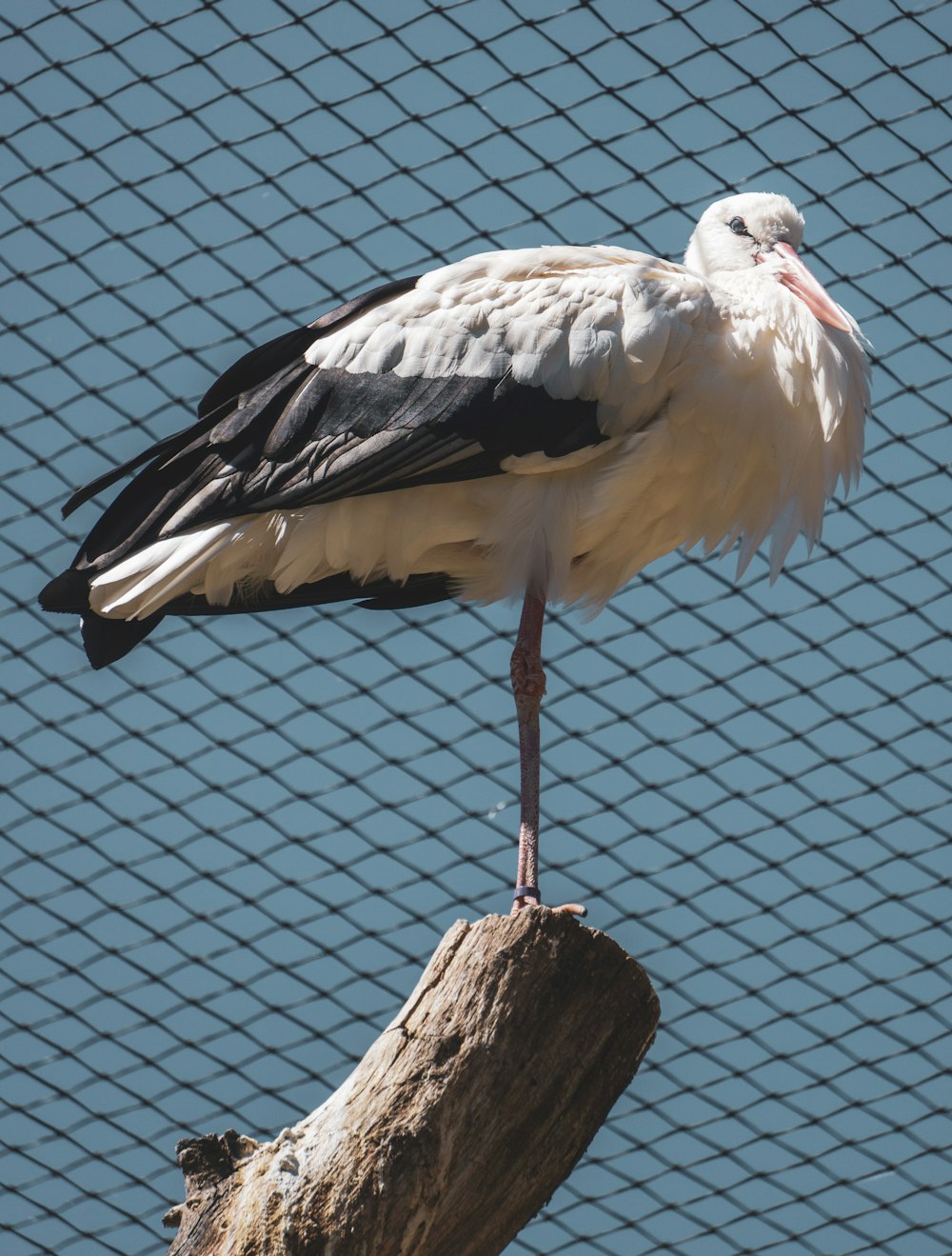 a white and black bird is standing on a branch