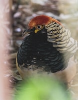 Close-up of a local guide pointing out exotic birds perched on a tree branch during a morning walk.