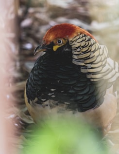 a close up of a bird on a tree branch