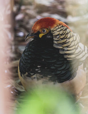 Close-up of vibrant bird species native to Los Haitises