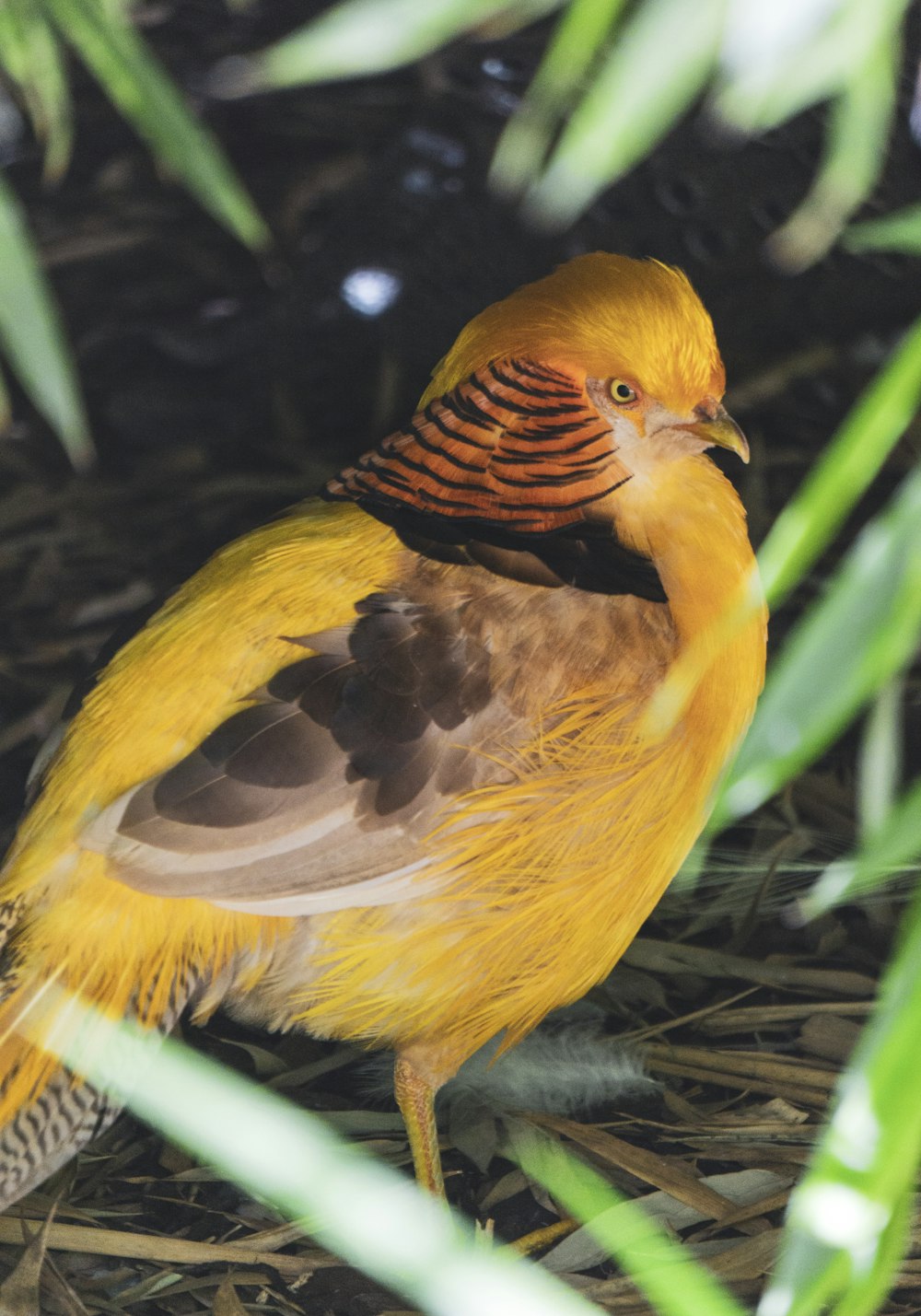 a yellow and brown bird sitting on the ground