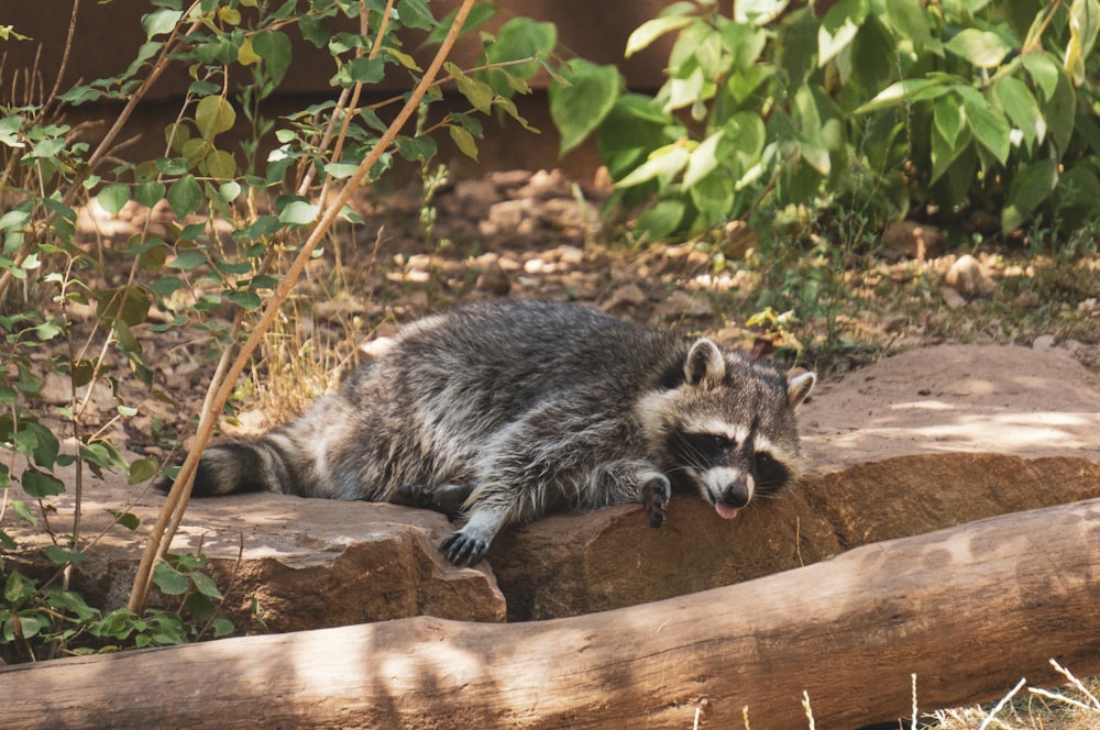 a raccoon laying on a log in the grass