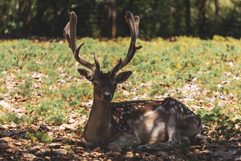 a deer laying down in a field of grass