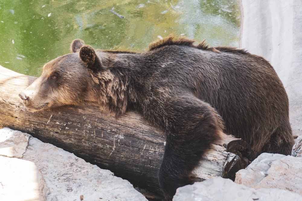 a large brown bear laying on top of a log