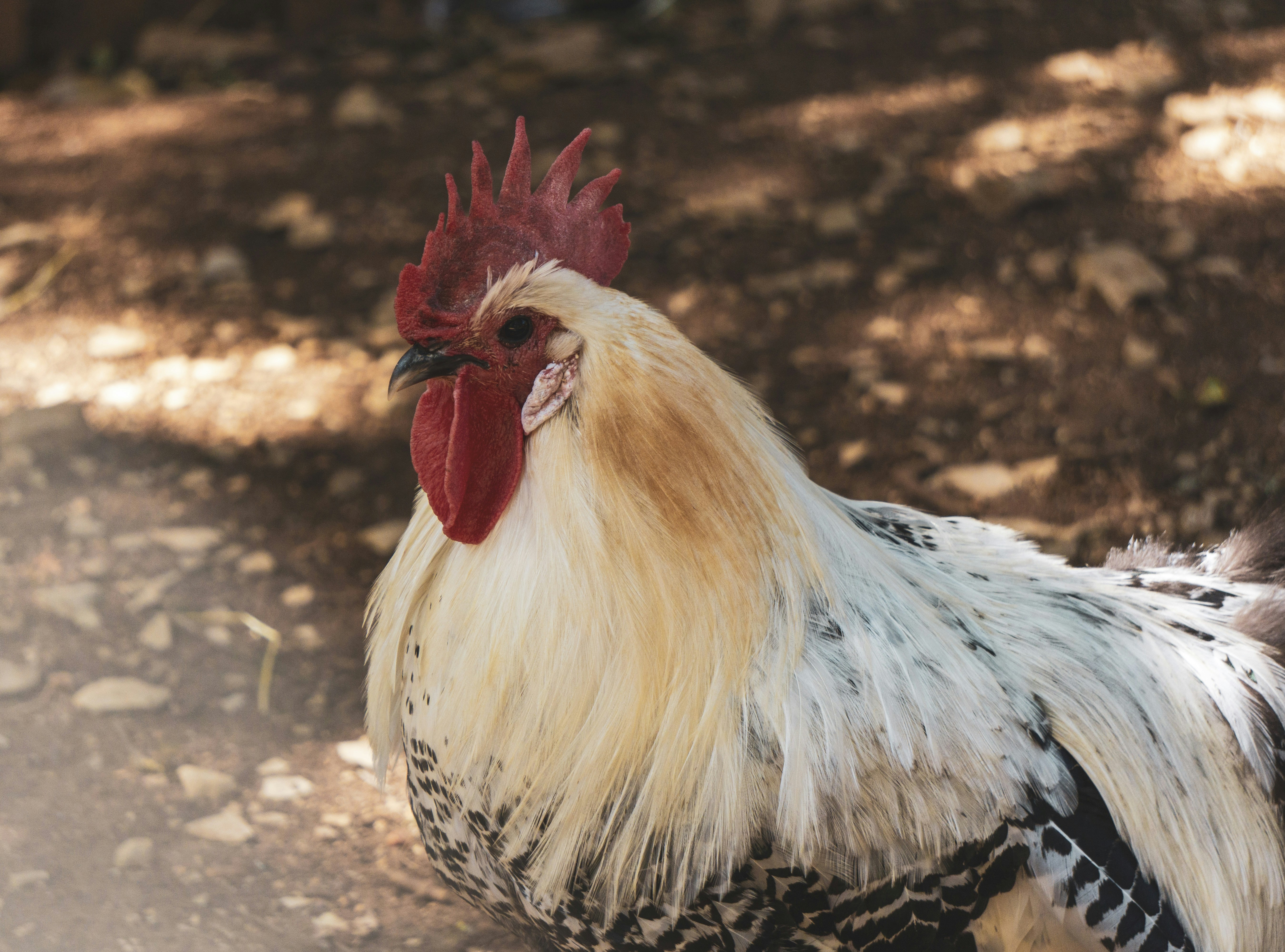 Gallo Rojo De La Isla Del Camino