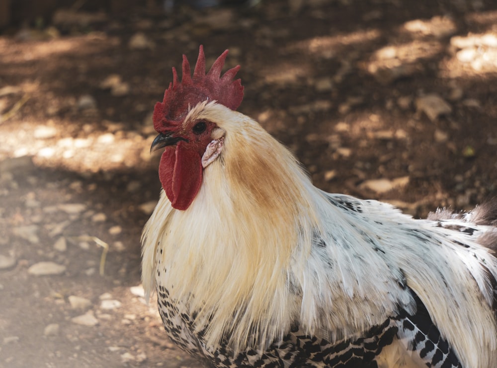 a white and black rooster standing on a dirt road