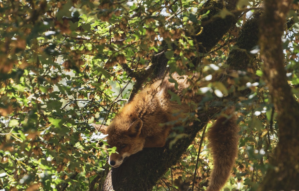 a brown bear climbing up a tree branch