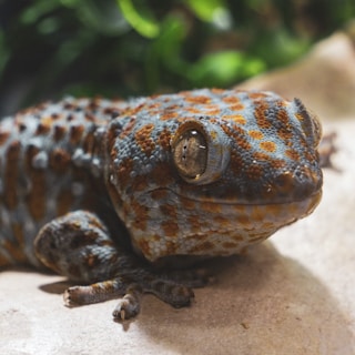 A close-up of a gecko with textured skin displaying a vibrant pattern of orange and blue-gray spots. The gecko's eye is centrally focused, exhibiting intricate details. The background appears slightly blurred with hints of green foliage.
