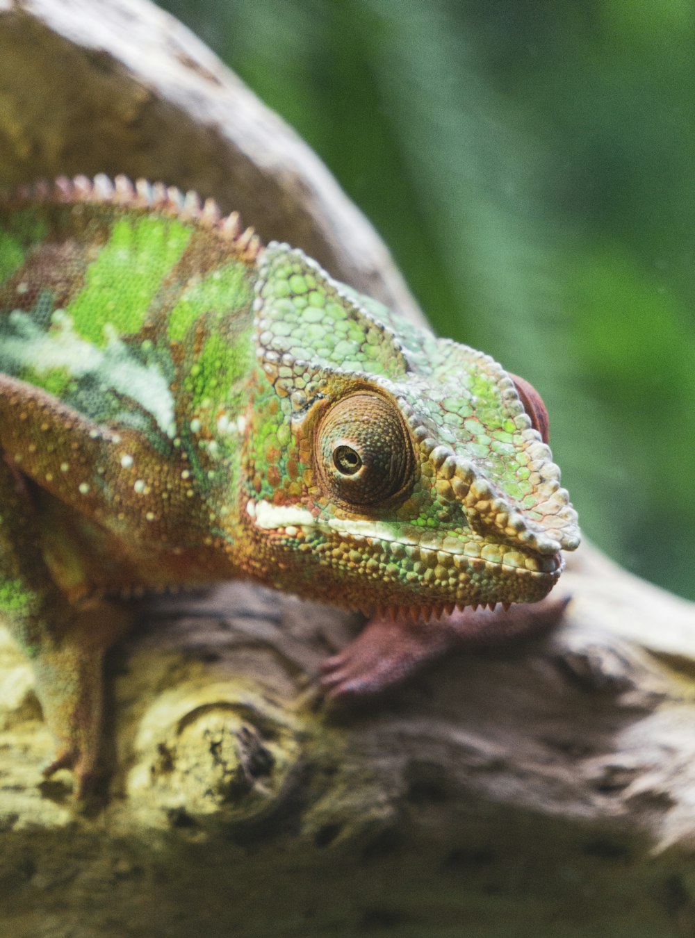 a close up of a chamelon on a tree branch